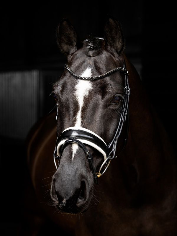 LeMieux Kudos Patent Rolled Dressage Bridle